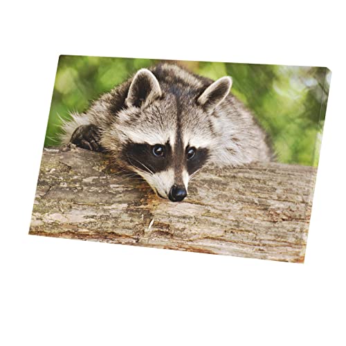 Raton laveur animal sauvage tableau toile haute définition 47cm