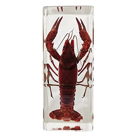 FlyingBean Real Shrimp Specimens in Resin Paperweight Crafts, Animal Taxidermy Collection for Science Education & Desk Ornament (Crayfish), 110 x 44 x 27mm (4.3 x 1.7 x 1.1 inch), (FBBH-01) Cover