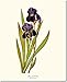 Vintage Botanical Floral Flower Wall Art Print: Bearded Iris(Redouté) - Ready to Frame 8'x10' '11x14'