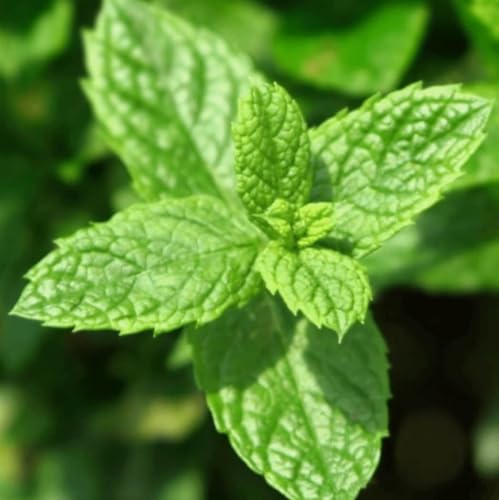 wow scent yodeyma equivalente wow scent yodeyma equivalente