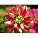 Jumila Zinnia Flower Seed Pack