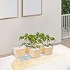 EEYBLAEEY DWC Hydroponics Growing System,5 Hydroponic Buckets Kit, Hydroponics Growing System with 5 Buckets for Herbs/Tomato/Vegetables System Complete Hydroponic Gardening Supplies for Outdoor #2