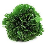 BRANDELIA