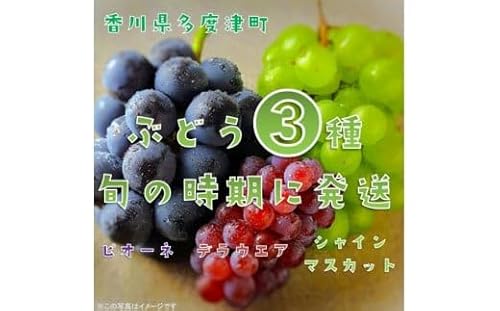 [定期便]ぶどう3種たべくらべ 旬のぶどう1種類ずつお届け[D-12]