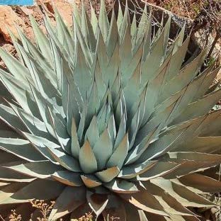 �y��q�zAgave parryi var. Couesii���A�K�x�E�R�E�G�V�[(�R�[�G�V�[)���g�˓V/�Y��ȃ��[�b�g�Ő����t�������I��5�� [���s�A���i]
