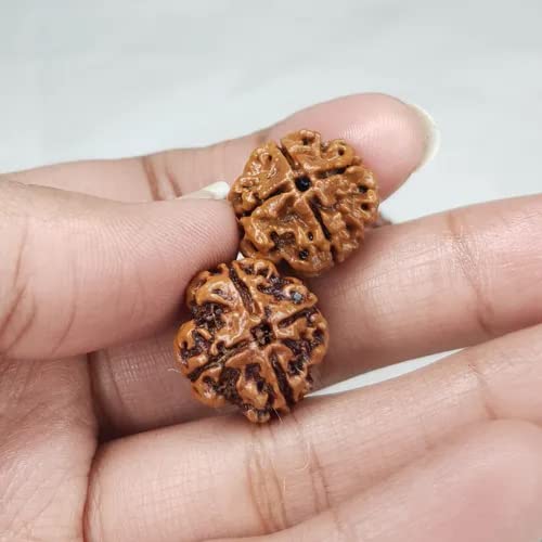 Image of Vado Certified 4 Mukhi Nepali Rudraksha with Authentic Lab Certificate Natural Beads (4 Mukhi)