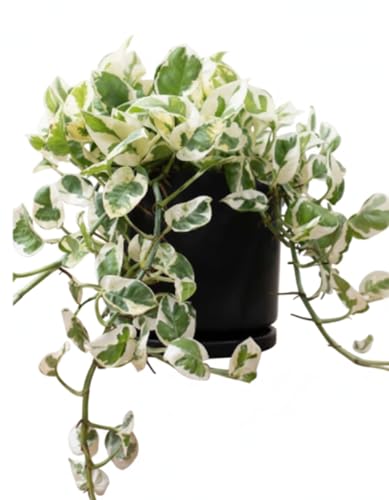 Marble Queen Pothos Indoor Plant | Variegated Ornamental Money Pl...