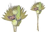 finehomegarden Exoten Sortiment 10-teilig Trockenblumen Strauß Boho Style Exotic Palmspeer Kiwi grün Frosted 60cm Grabaufleger Trauerfloristik Allerheiligen Herbstdeko Totensonntag