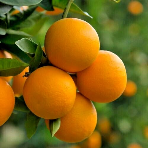 Valencia Orange Tree - 2-5 Inch Tall Live Plant - Potted Indoor/Outdoor Fruit Seedling - Citrus sinensis 'Valencia' Valencia Orange Tree - 2-5 Inch Tall Live Plant - Potted Indoor/Outdoor Fruit Seedling - Citrus sinensis 'Valencia'