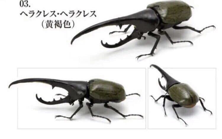 ガシャポン　いきもの大図鑑　かぶとむし 01 ヘラクレス・ヘラクレス　3種 Amazon.co.jp: いきもの大図鑑 かぶとむし01 ヘラクレス
