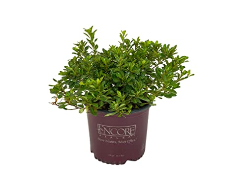 Autumn Angel Azalea - 3 Gal - Encore Azalea - Dwarf Evergreen Shrub - Fragrant Pure White Blooms - Spring To Fall Blooms - Hardiness Zones 7-10 - Rhododendron ‘Robleg’ Pp15227-3 Gallon Pot #TOP1