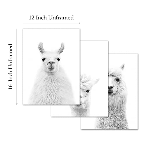 Alpaca Canvas Wall Art Llama Artwork Animal Black And White Print Llama Nursery Wall Art Animal Portraits Wall Decor Cute Nursery Pictures Funny Llama Poster Farm Animal Painting 12X16Inchx3 No Frame #TOP1