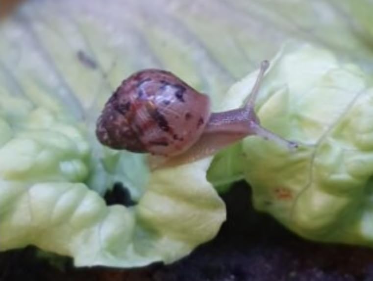 2 Live Baby Giant African Land snails, Lissachatina fulica, 0.5-1.5cm
