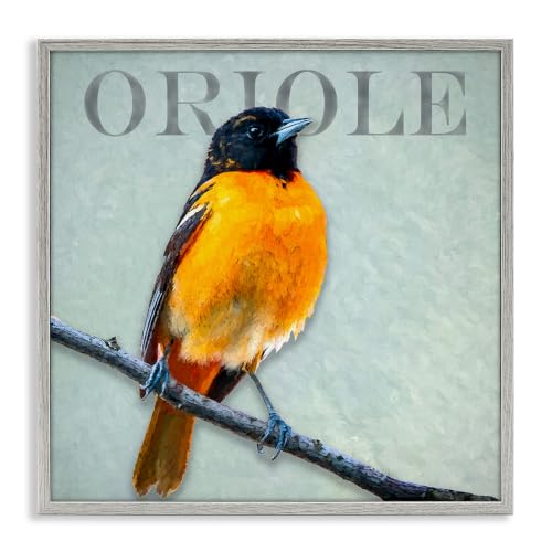 Oriole Bird Portrait Wildlife Branch, 24 x 24 Inch Framed Giclée Print
