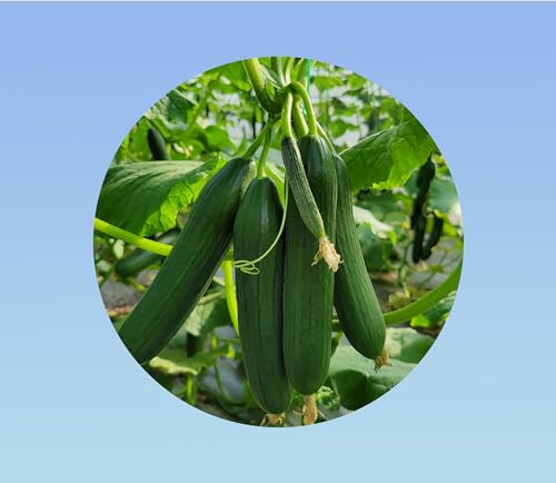 50 graines de concombre Beth Alpha - Doux et non Amer - production abondante