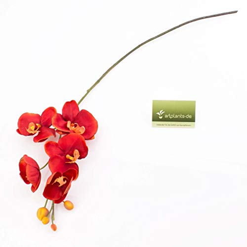 Artplants.de Rametto d'orchidea phalaenopsis