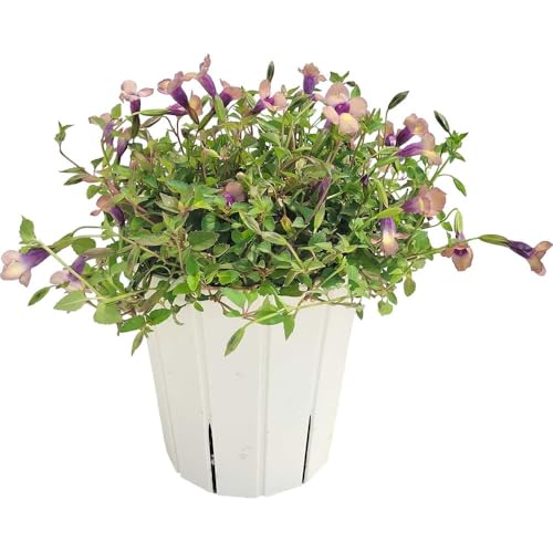 スーパートレニア：カタリーナ ラムレーズン5号スリットオアシス鉢植え[PW][JFS最優秀賞]のサムネイル