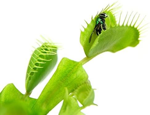 2 Venus Fly Trap Plants in 9"x 6"x 6.5" Terrarium by Nature Gift Store, Live Carnivorous Flytrap Plants, Assorted Color Lids