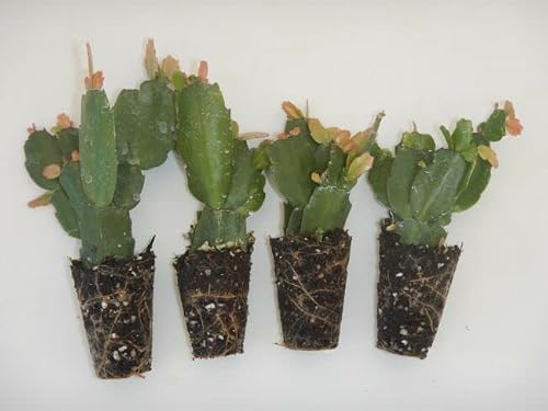 4 C H R L S T M A S Cactus Schlumbergera Truncata Plants Live #TOP1