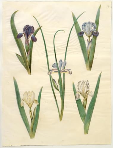 Lienzo decorativo Iris Luminescens de Holtzbecker, impresión de alta calidad de 60x90cm