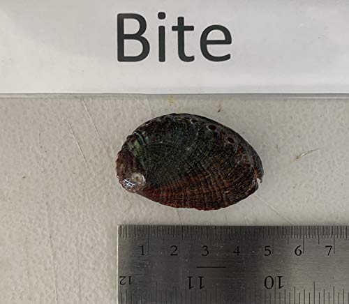 Kona Abalone Fresh Ezo Abalone bite size 14/24pc (0.5lb)
