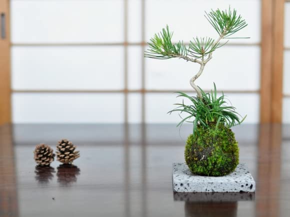 Amazon.co.jp: 盆栽妙 溶岩石 小 13cm 盆栽 道具 : DIY・工具・ガーデン