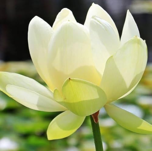 Image of vERY Beautiful All Season Drop Blood Red+YellowWater Lotus(Pack Of-2) /Water Kamal /Water Lily Plant (TUBER) Original Hybrid Veriety Blloming With In 30 Days For Outdoor & Indoor Live Plant.