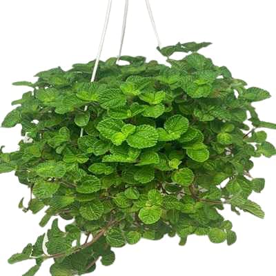 Ashokavanam Creeping Charlie Plant with Hanging Pot (Pilea Nummulariifolia) (B09PZTRZKW) Amazon Price History, Amazon Price Tracker