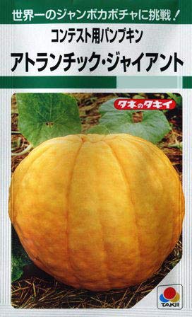 Amazon | カボチャ タキイ種苗 アトランチィク ジャイアント タキイ