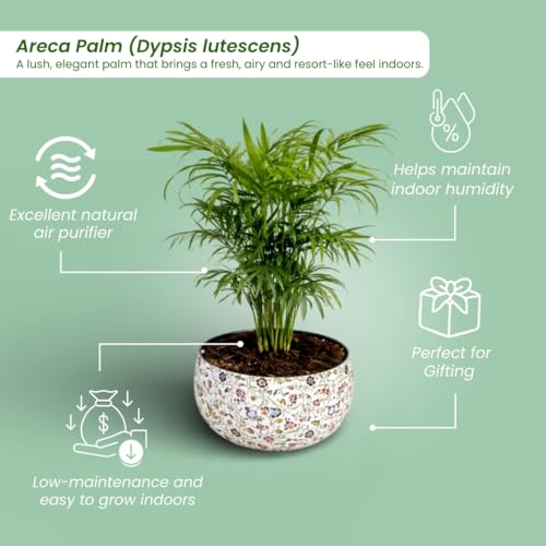 Image of Amulya Farms Indoor Plants for Home | Bamboo Palm Plant In Premium Floral Print Metal Plant Pot | Air Purifying Bamboo Plants For Home Decoration | Live Plants with Pots For Living Room