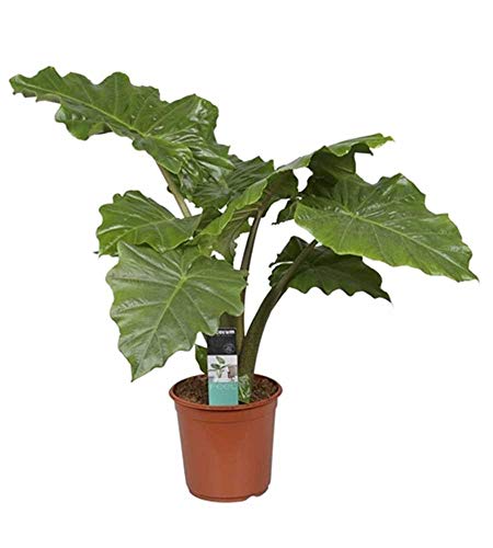 Alocasia Portodora, ca. 90 cm – Exotische Zimmerpflanze, Elefantenohr, Große Grünpflanze für Zuhause & Büro