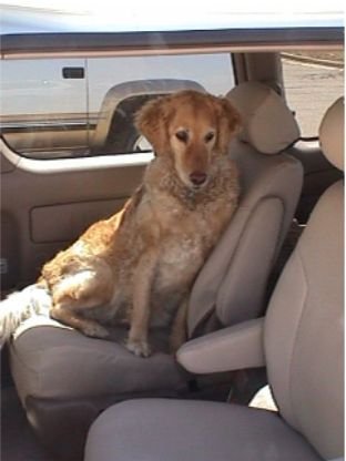 Durafit Seat Covers, Made To Fit 2004 Sienna 8 Passenger Van Complete 3 Row Set (With Side Impact Airbags), Exact Fit Car Seat Covers, In Beige Automotive Twill Fabric. #TOP24