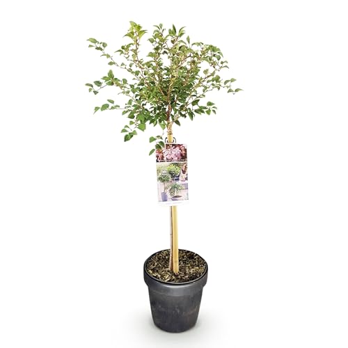 GreenboutiQ - Plante sur Tige - Prunus incisa Koujou-no-mai - Plante de Terrasse - Feuilles Caduques - Peu d'Entretien - Fleurs Blanches - Pot de 19cm Hauteur...