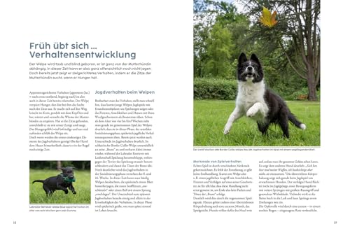 Jagdverhalten bei Hunden: Der Weg zum zuverlässigen Begleiter