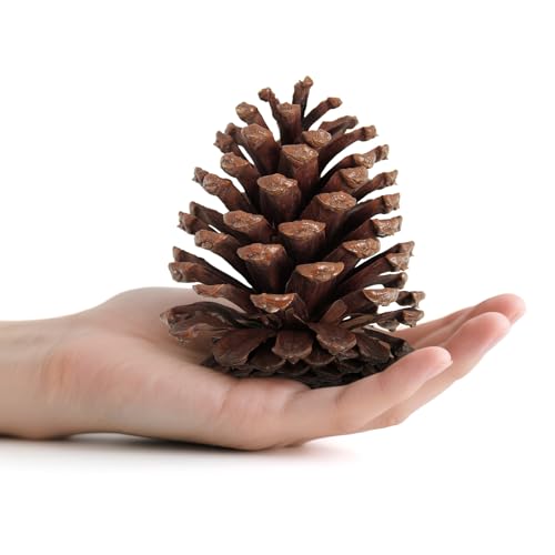 25 Pcs Large Natural Pine Cones for Crafts, 3' to 4' Tall Pine Cones...