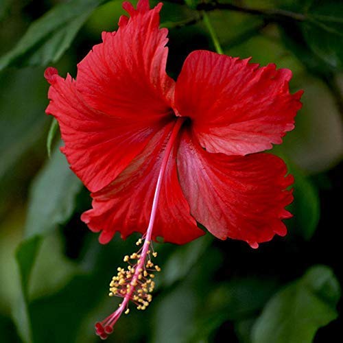 GREENGROW Good Gudhal Live Plant, गुडहल, Hibiscus Flower, Hibiscus rosa-sinensis, Hibiscu (1 Healthy Live Plant)