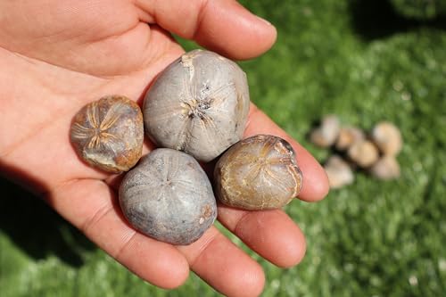 Image of Amazing Marine Fossil Collection: 4 Fossilized Sea Urchins and 6 Authentic Brachiopods, Perfect for Collectors and Natural Decor A170