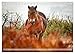 Wildperde - Die Magie der Natur (Desk Calendar 2026 DIN A5 Landscape), CALVENDO Monthly Calendar: Magic of Wild Horses