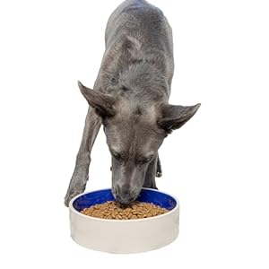 SPOT Standard Crock Dish – Heavy Duty, Non-Slip, Round Ceramic Food/Water Bowl for Pets, Ideal for Medium to Large Dogs or Multiple Animals, Dishwasher Safe – 9.5 in, 8 Cups, (64 Oz)