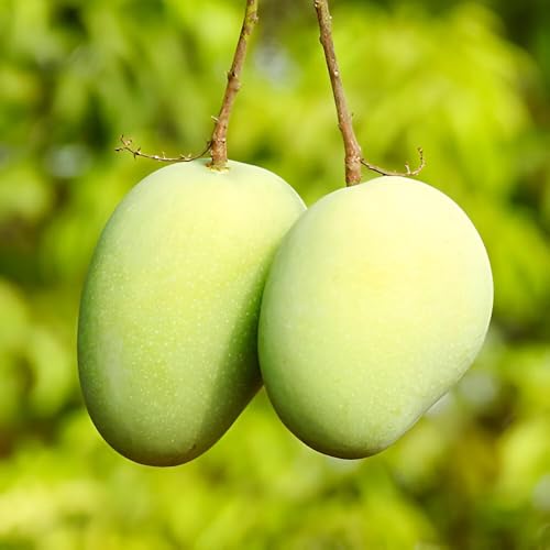 Image of Delicious Testy Grafted Plant Kesar Mango Fruit Tree || For Home Garden fruit tree plant outdoor indoor plant