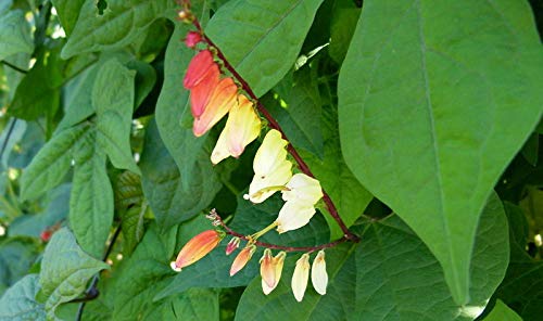 20 Ipomoea Seeds Firecracker Vine Flower Mina Lobata Exotic Love Spanish Flag Flower Seeds For Planting Outdoor #Rr01 #TOP1