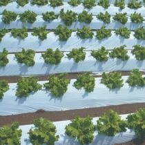 IWiXgO}` 0.025mm×135cm×200m