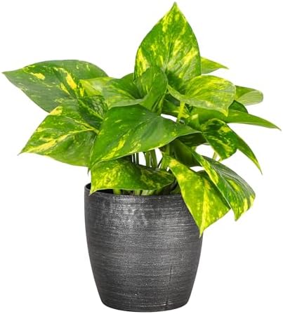 Thorsen's Greenhouse Golden Pothos, Live...