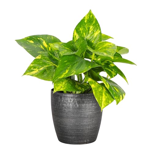 Thorsen's Greenhouse Golden Pothos, Live Indoor Vining Plant, Easy to