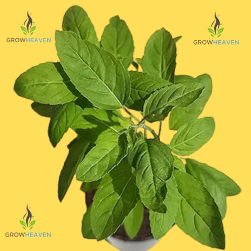 Image of live plants (TULSI PACK OF 2)