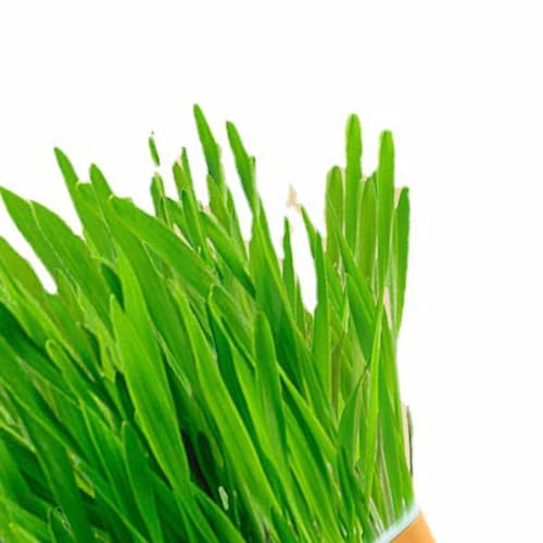 Plantador de Grama para Gatos, Plantador de Grama Hidropônico para Gatos Com Pote Kit de Grama Hidro