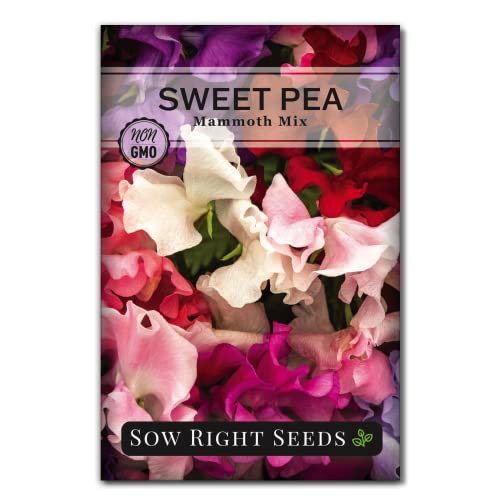 Sow Right Seeds - Mammoth Mix Sweet Pea Seeds for Planting - Beautiful Flowers to Plant in Your Garden - Non-GMO Heirloom Packet - Fragrant Colorful Blooms for Bouquets - Wonderful Gardening Gift (1)