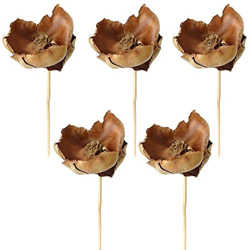 matches21 Palm Blut am Stiel Naturdeko lackiert Dekozweige Bastelmaterial Trockenpflanzen getrocknet Natur 5er Set