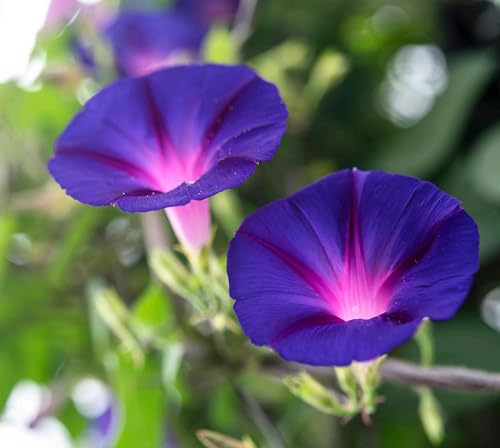 Image of Morning Glory Flower Seeds 25 Plus Mixed Color for Planting Climbing Vine Flower Seeds for Home Garden Balcony Terrace Easy Grow Fast Growing Blooming Plants Indoor Outdoor Gardening (morning glory..)