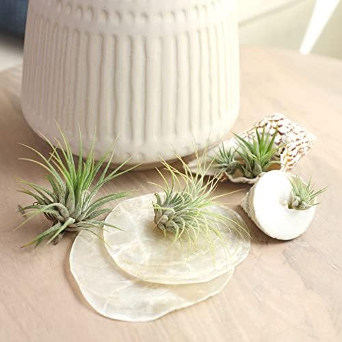 Air Plant Low Light House Plants Box (8PK) Tillandsia Air Plants Live Houseplants Live Indoor Plants Live Succulents Plants Live Terrarium Plants Live, Air Plant Holder Airplant Kit by Plants for Pets